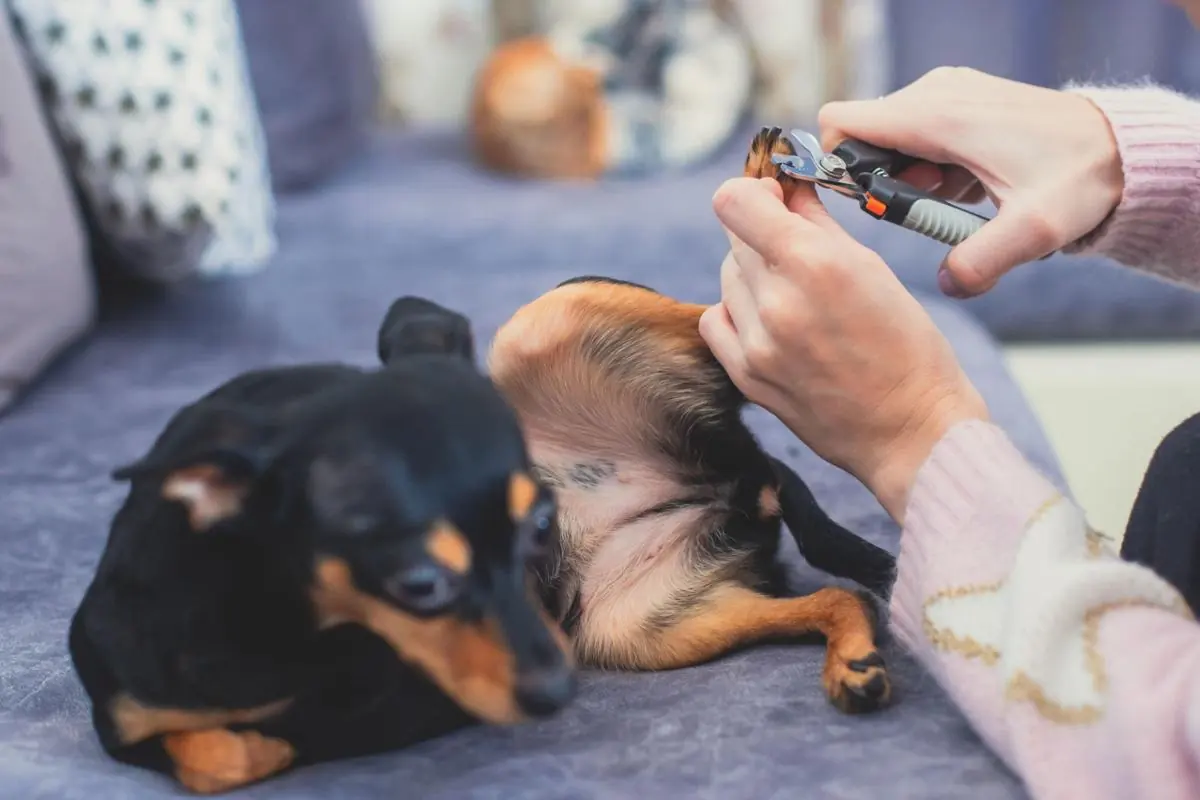 A small black-and-tan dog resting on a couch while someone trims one of its nails with clippers